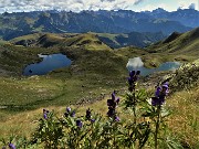 39 Fiori di aconito napello (Aconitum napellus) con vista sui laghi di Ponteranica